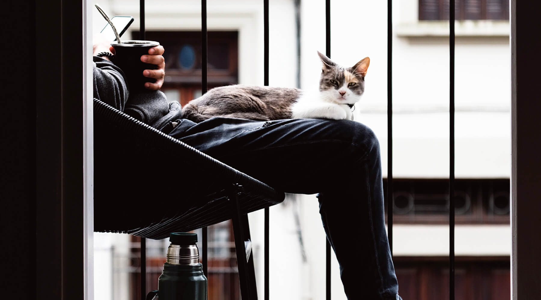 100 Fun Things to do With Your Cat Generate Ideas Instantly MissyMoMo