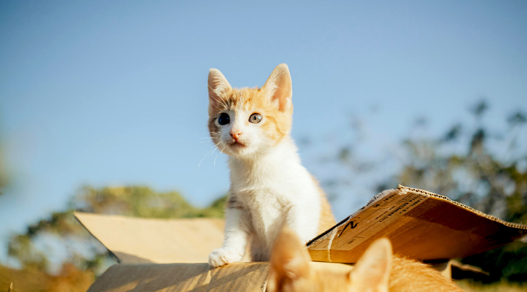 Moving AcrossCountry With Cats The Purrfect Way MissyMoMo