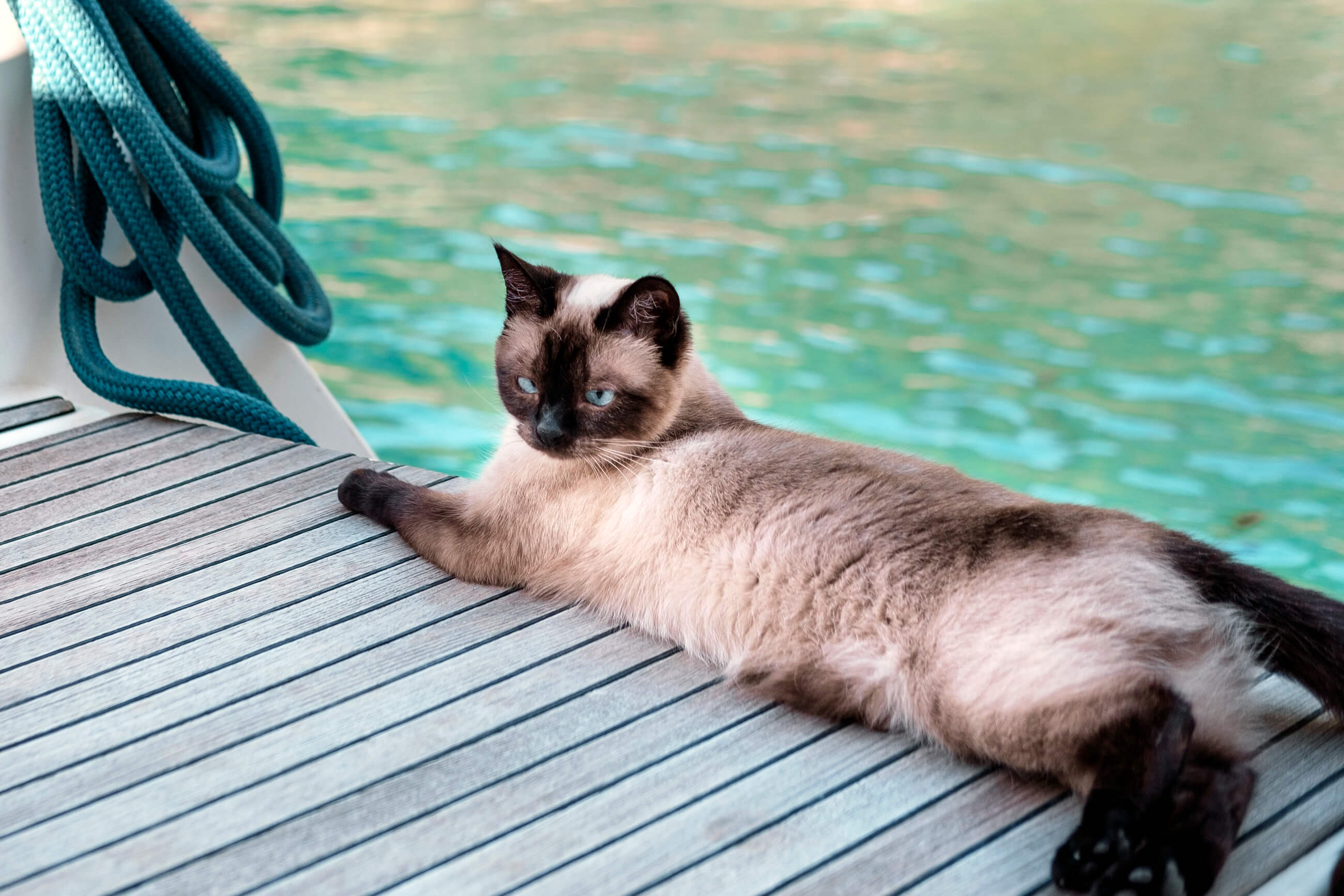 A Comprehensive Guide to Sailing with Cats MissyMoMo