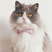 Load image into Gallery viewer, Beau Cat Bow Tie in Dusty Pink on Cat | Elegant Satin Bow Tie Collar | MissyMoMo