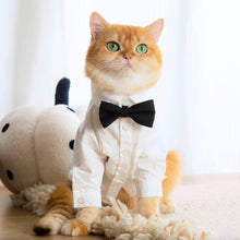 Load image into Gallery viewer, Cat Wearing a White Wedding Shirt with a Black Bow Tie | MissyMoMo