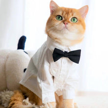 Load image into Gallery viewer, Cat Wearing a White Wedding Shirt with a Black Bow Tie | MissyMoMo