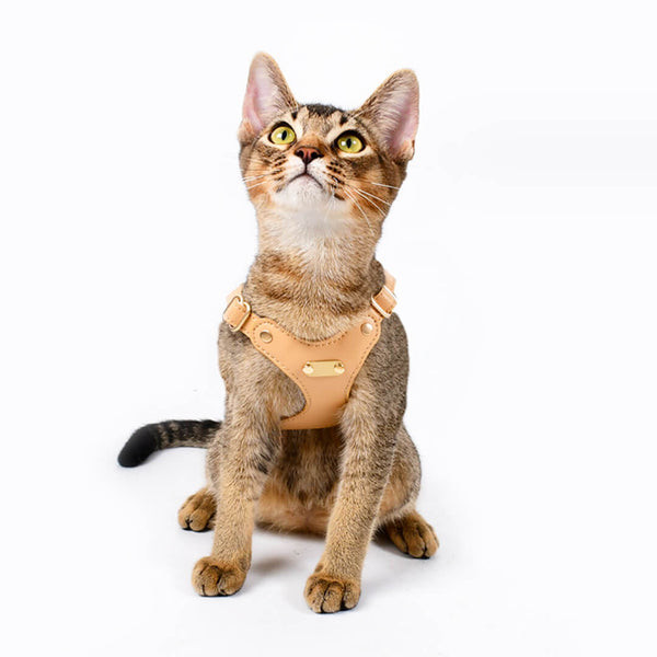 Cat Wearing Rio Cat Harness in Tan | MissyMoMo