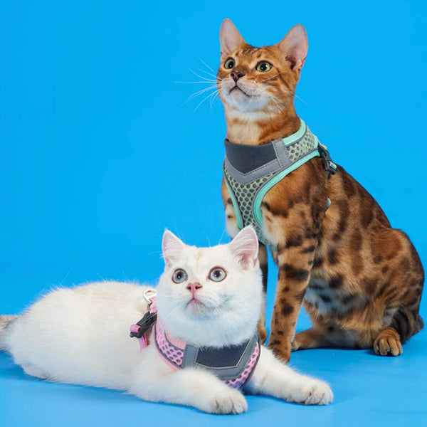 Cats in Mesh Cat Vest Harnesses | MissyMoMo