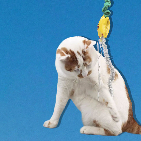 Cat with Twinkle Cat Wand Toy | Funny Toy for Bored Cats | MissyMoMo
