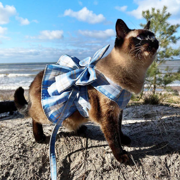 Siamese Cat Exploring Outdoors in Fuji Cat Harness | MissyMoMo