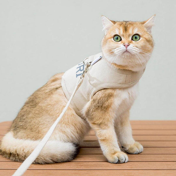 Cat Sitting in Loki Cat Harness | MissyMoMo