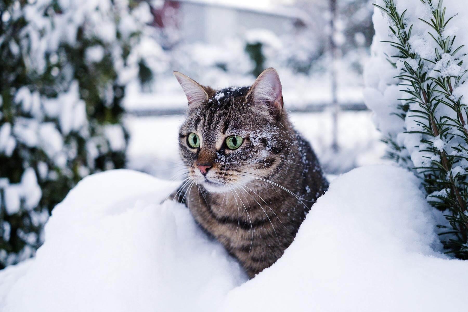 Going on Winter Adventures with Your Cat | MissyMoMo