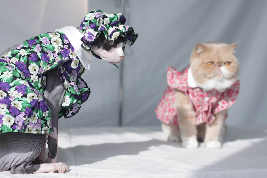 12 Oh-So-Cute Clothes For Cats