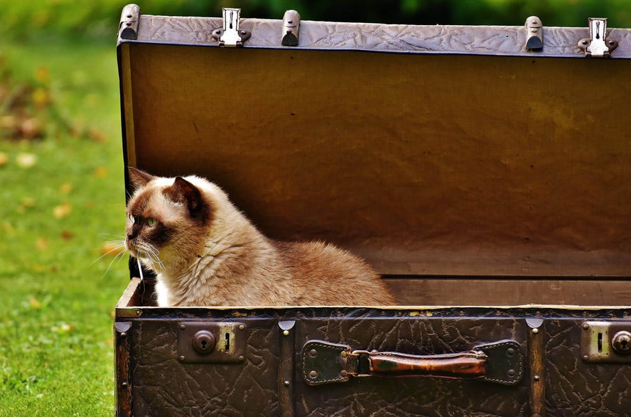 A Step-By-Step Guide To Acclimating Your Cat To A Carrier