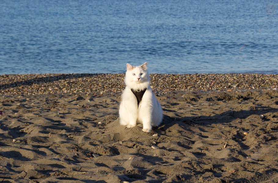 How To Enjoy Summer With Your Cat?