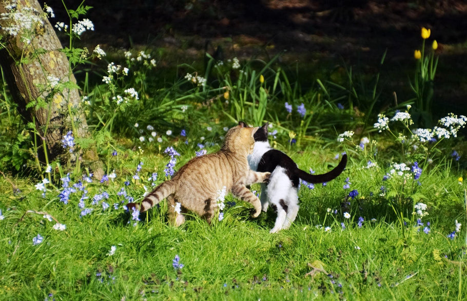 How To Have Fun With Your Cat In Springtime?