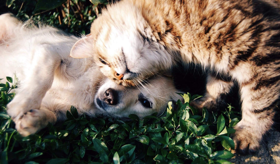 The Dos & Don'ts of Meeting Dogs & New People While Walking Your Cat