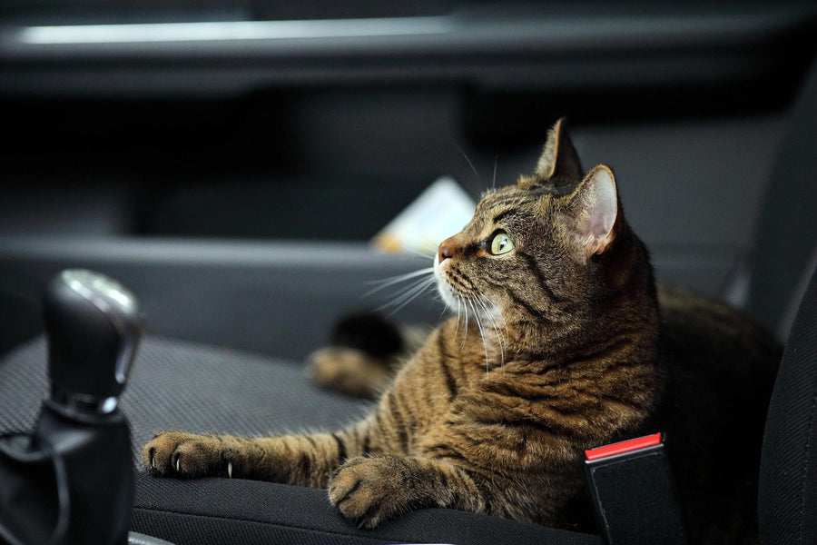 Why Should Your Cat Ride in a Car Carrier?
