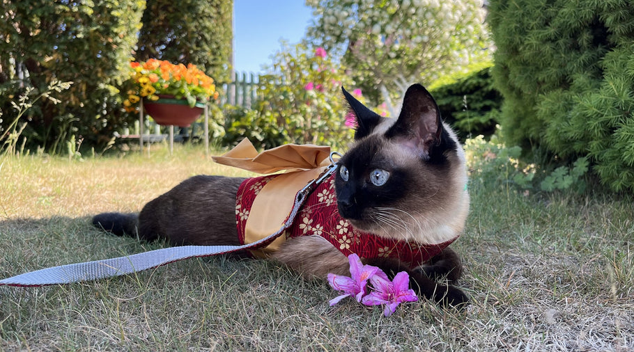 The Best Cat Harnesses of 2024