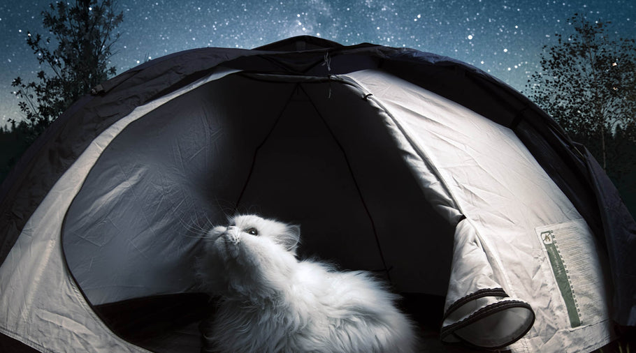 Camping with Cats: A Feline Adventure Guide