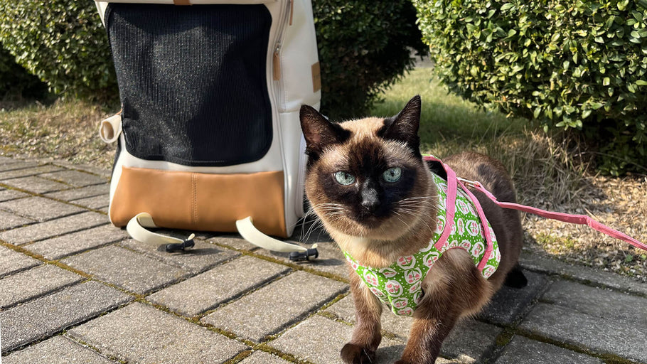 The Ultimate Guide to Cat Backpacks: Safe, Stylish, and Comfortable