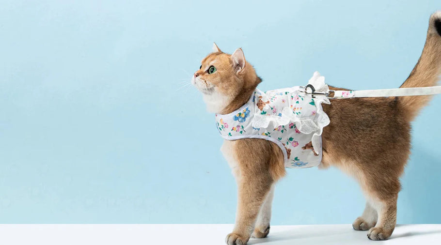 Everything You Need to Know About Cat Harnesses and Leashes