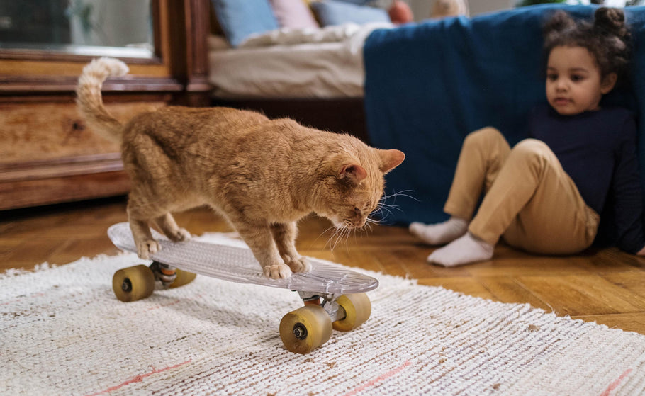 10 Fun-Filled Games to Play with Your Cat and Bond