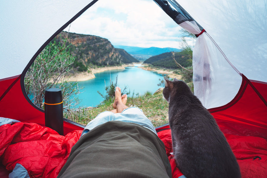 Hiking with Cats: Epic Adventures for You and Your Kitty
