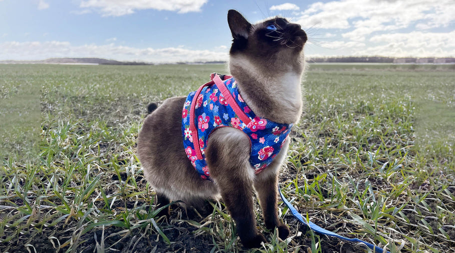 15 Best Holiday Gifts for Your Cat Explorers and Feline Fashionistas