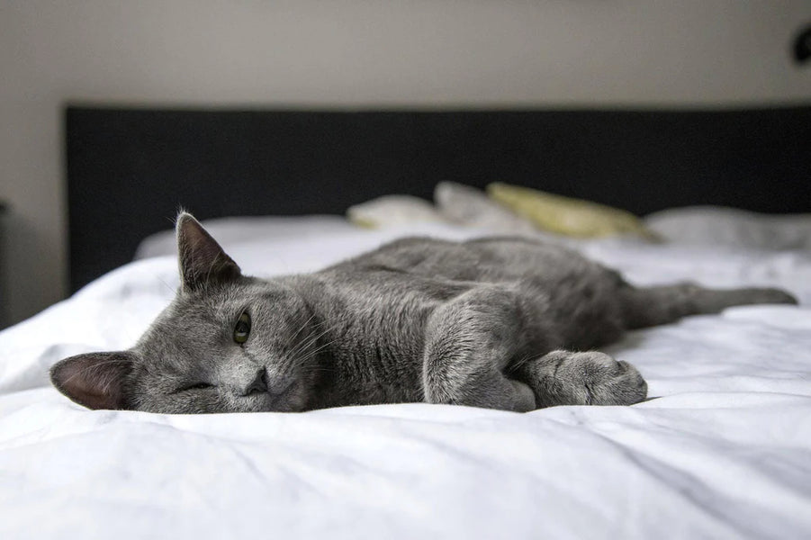 Hotel Stays with Cats: How to Ensure a Comfortable and Safe Experience
