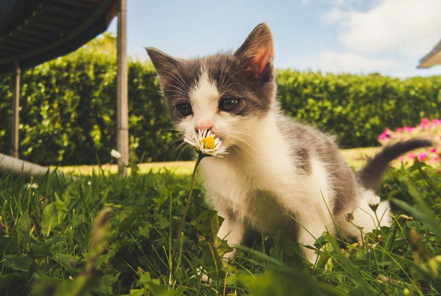 Training a Kitten: A Beginner's Guide
