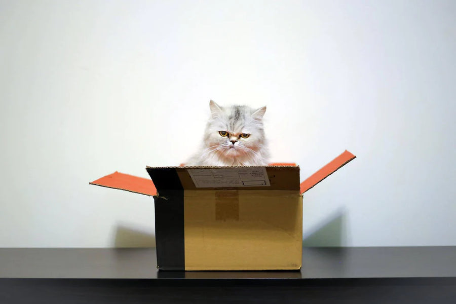 Moving with a Cat: Tips for a Stress-Free Cross-Country Move