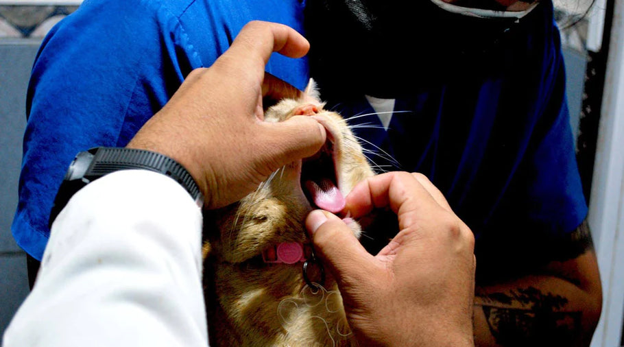 Preparing Your Cat for the Vet: Tips to Reduce Stress