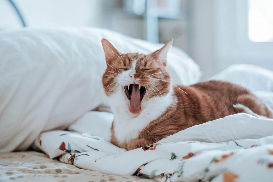 Solving Boredom in Cats: A Guide to a Happier Feline Friend