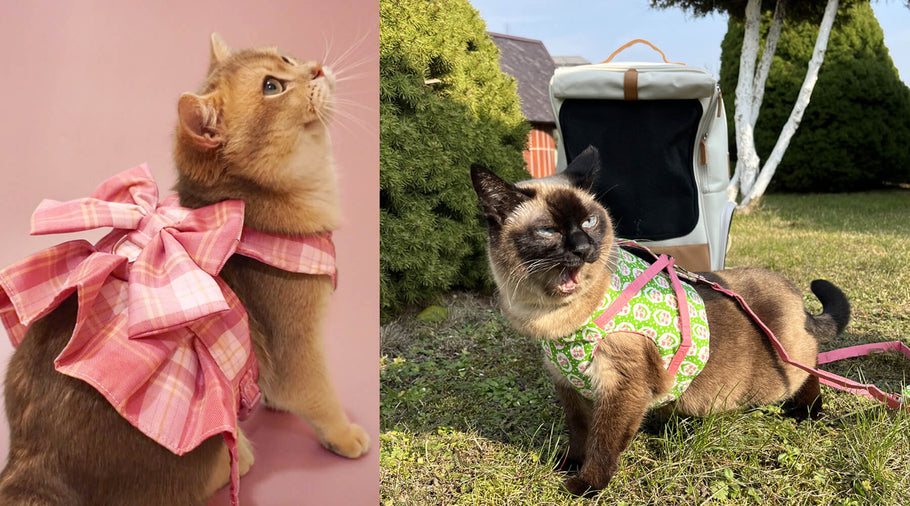 15 Stylish Cat Carriers & Cat Harnesses for Traveling with Your Cat