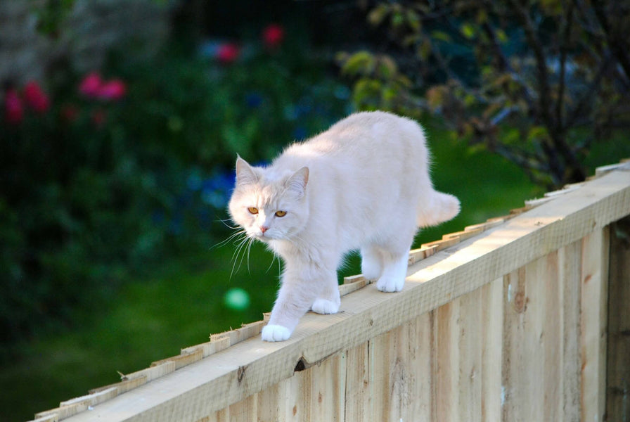 Creating a Cat-Friendly Backyard: Safety Tips with Cat Harnesses and Leashes