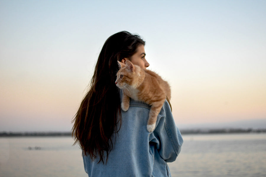 Socializing Your Cat: The Key to a Happy and Healthy Feline Life