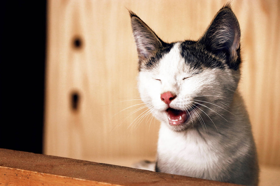 Why Your Cat’s Crying and How to Stop It