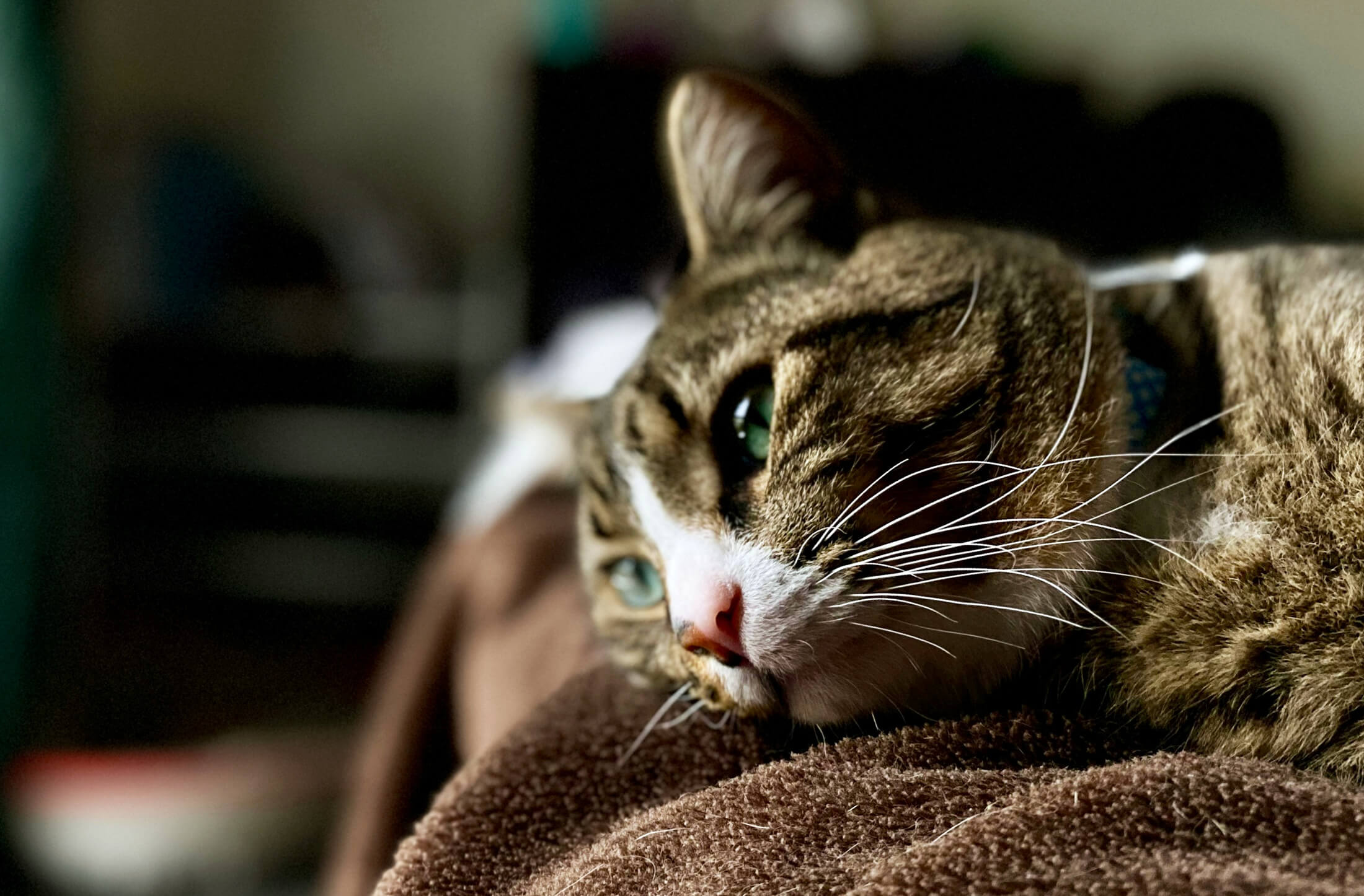 Is Your Cat Depressed? Signs, Causes & How to Help – MissyMoMo