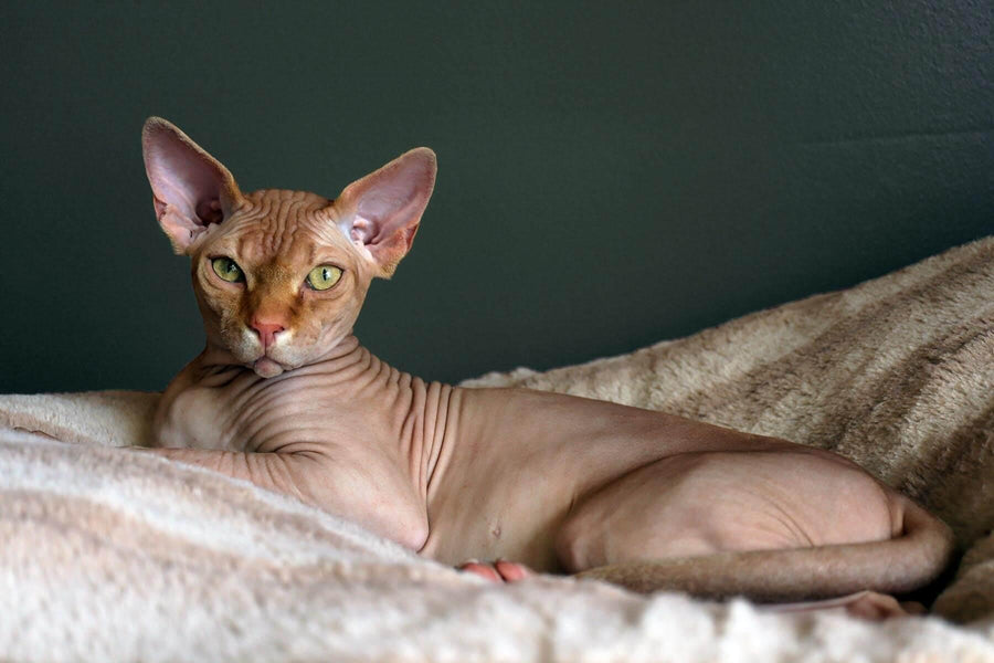 The Ultimate Guide to Caring for Your Hairless Sphynx Cat