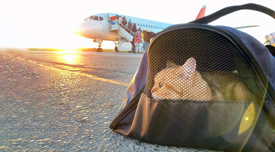 Cat Travel Hacks: Your Ultimate Guide to Flying with Cats