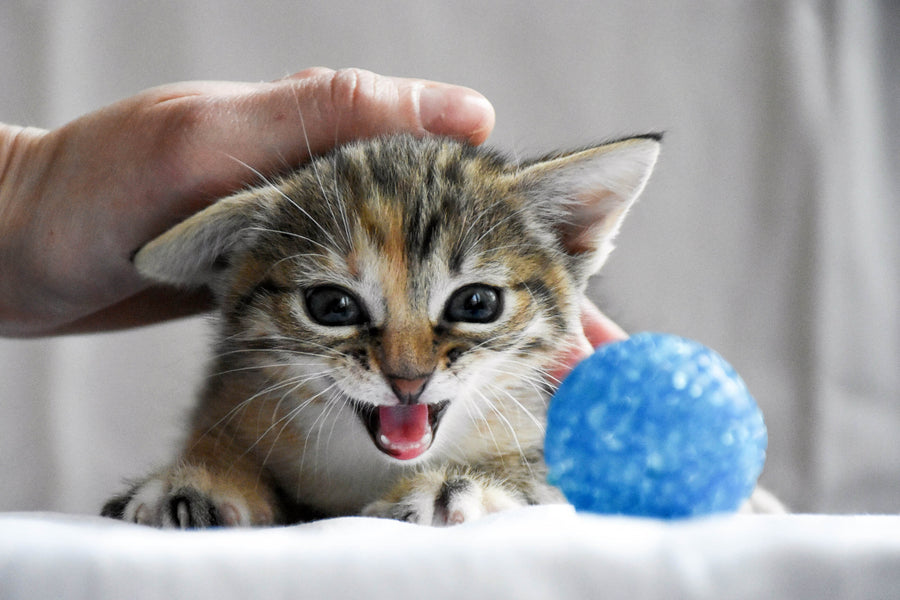 Kitten Teething: Spot the Early Signs & Stop the Pain Effectively