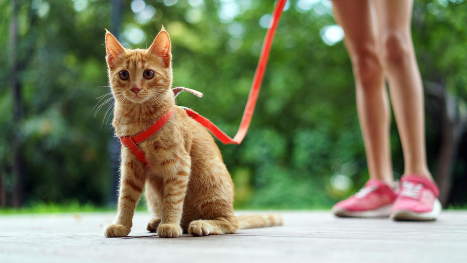 Leash Training a Cat Made Simple: From Couch to Outdoors