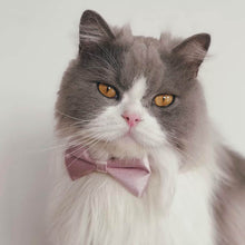 Load image into Gallery viewer, Beau Cat Bow Tie in Dusty Pink on Cat | Satin Bow Tie Collar | MissyMoMo
