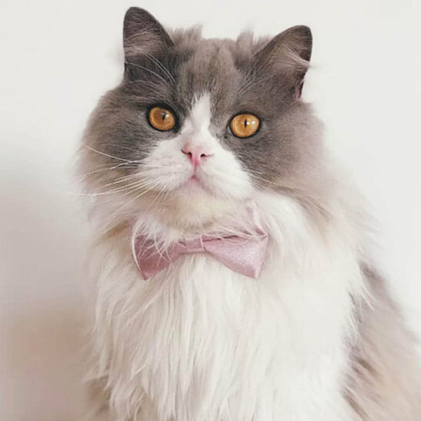 Beau Cat Bow Tie in Dusty Pink on Cat | Elegant Satin Bow Tie Collar | MissyMoMo