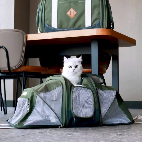 Cat in Airline-Approved Expandable Cat Carrier | MissyMoMo