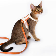 Load image into Gallery viewer, Kitten in Brown Leather Cat Harness | MissyMoMo
