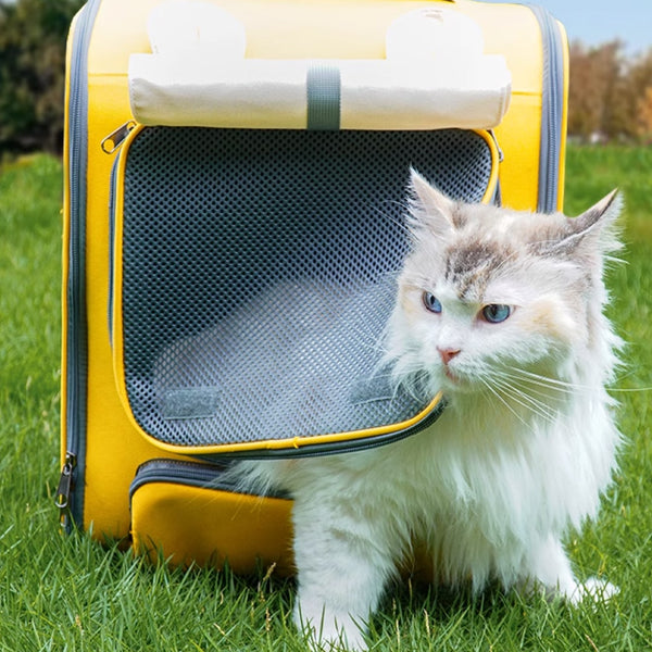 Cat Getting Out of a Cat Backpack | MissyMoMo