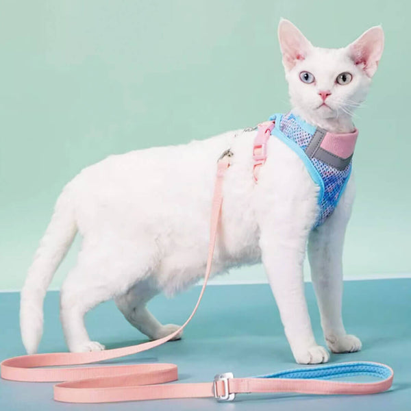 Devon Rex in Blue & Pink Cat Vest Harness | MissyMoMo