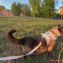 Load and play video in Gallery viewer, Angel Escape-Proof Cat Harness for Walking | Cat on a Leash | MissyMoMo
