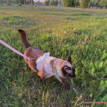 Load and play video in Gallery viewer, Angel Escape-Proof Cat Harness for Walking | Cat in Harness | MissyMoMo
