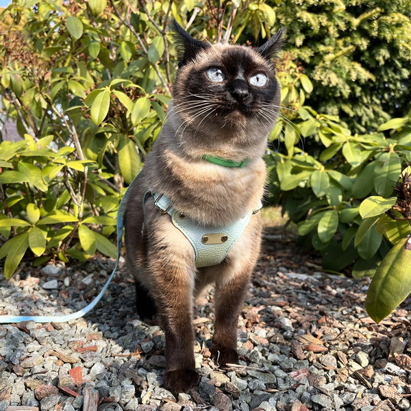 Leather Cat Harness & Leash | Vegan Leather Pet Harness | MissyMoMo