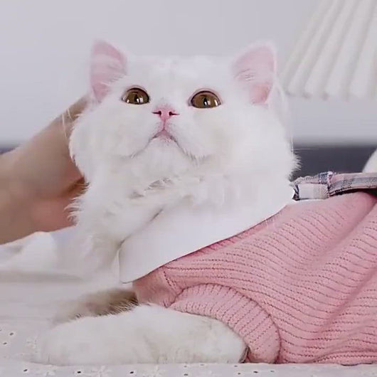 Bella Cat Dress | Cat with Dress | Cat Clothes | MissyMoMo