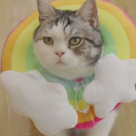 Rainbow Elizabethan Collar for Cats & Kittens | Cat with E Collar | MissyMoMo